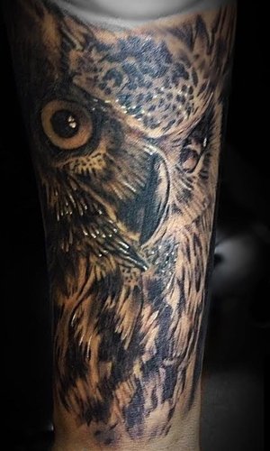 owl.jpg